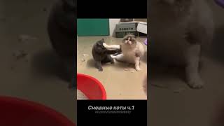 Смешные коты ч.1