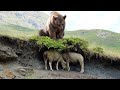 The Best Of Animal Attack 2022 - Most Amazing Moments Of Wild Animal Fight! Wild Discovery Animal p5