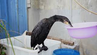 Cormorants’ Daily Fish Feeding