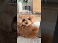 見て！パンナがパソコンの中にお引っ越ししました🐶💻