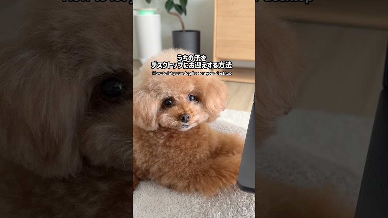 見て！パンナがパソコンの中にお引っ越ししました🐶💻