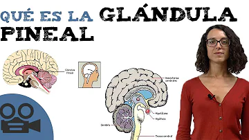 ¿Qué estimula a la glándula pineal a liberar melatonina?