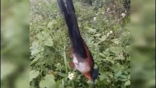 jaring burung , dapat burung migrasi yg unik