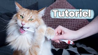 Pourquoi Je Brosse Les Dents De Mes Chats Tutoriel Astuce