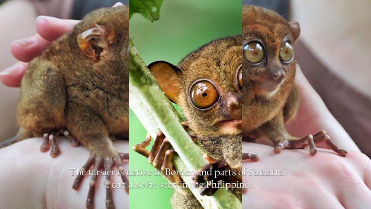 The World's Weirdest Animals and Where to see them 3 YouTube