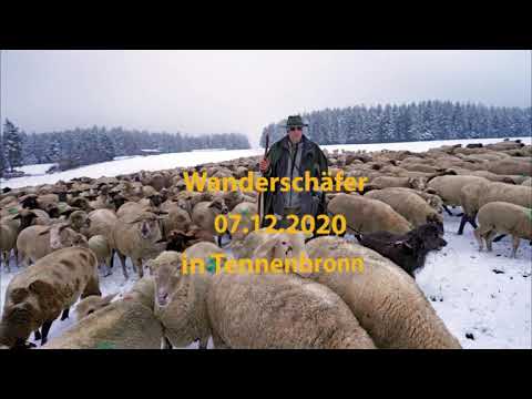 Wanderschäfer in Tennenbronn
