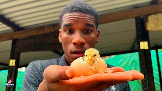 YAA NACIERON los Pollitos de los Huevos que Compré por Internet 🐣😱
