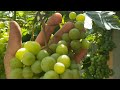 Огляд сортів винограду, груш, жимолості , актинідіі і різноі єкзотики, що росте у Вінницькій області