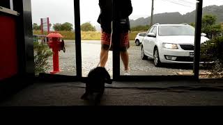 Dogs Arriving at Doggy Daycare Part 2