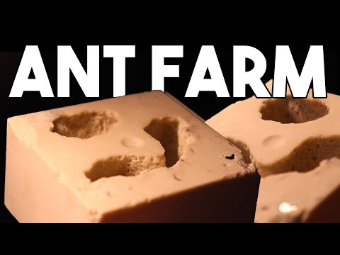 How I Made Stone Ant Farms For My Pet Ants
