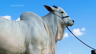 Meet Viatina-19, the world's most expensive cow worth 21 million reais ($4.2 million)