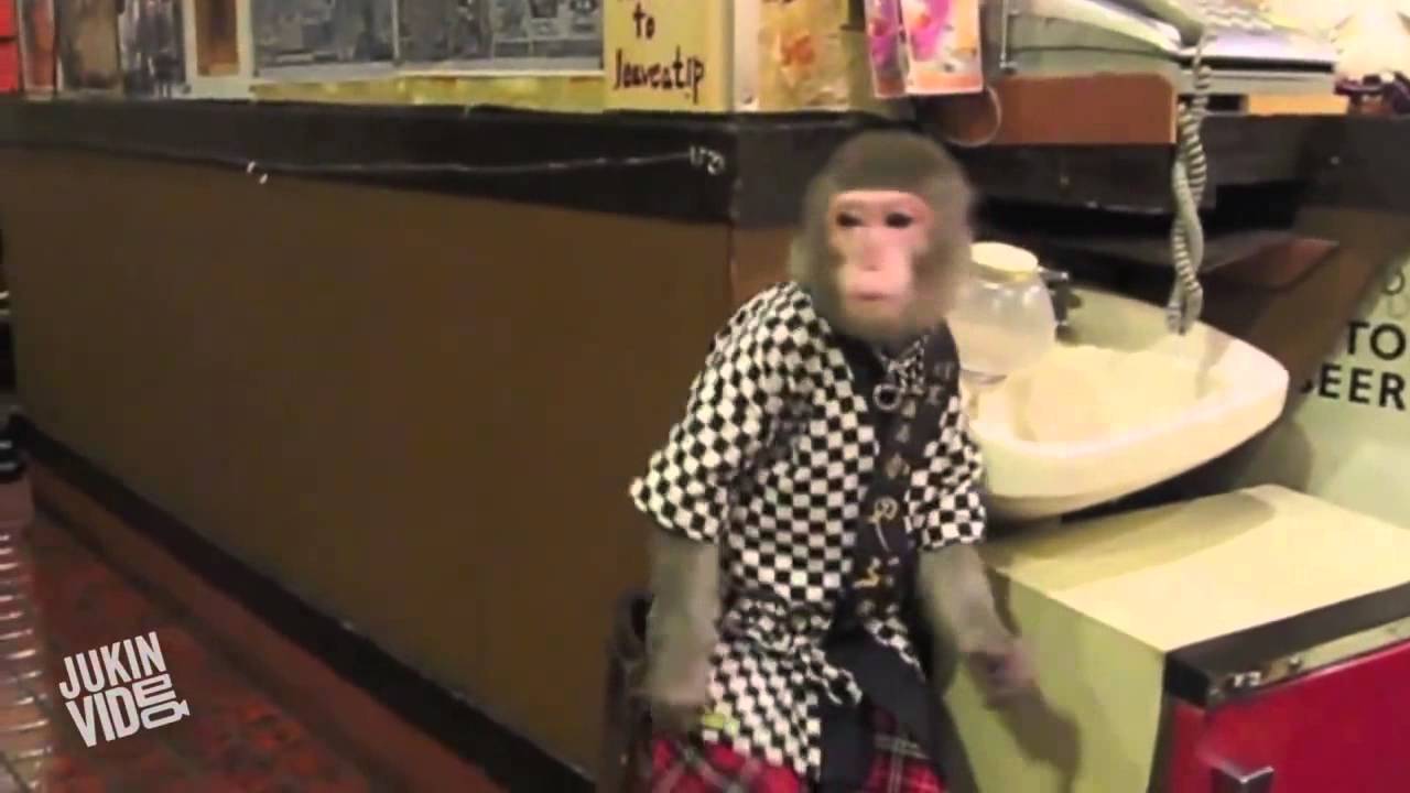 Kayabukiya Tavern Monkey Server YouTube