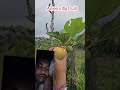 - Fresh Fruits Picked #fruits #mygarden #gardening #organicfarming #shortvideo #viralvideos