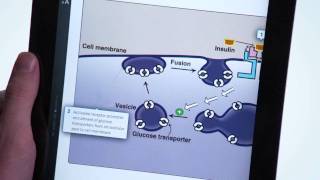 Lippincott's Illustrated Reviews: Biochemistry - Harvey & Ferrier screenshot 4