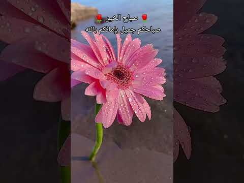 اللهم أن نسألك صباحا يملأ الأجساد عافية والروح فرحا صباح الخير أتمنى المشاركة زهرة الإسلام