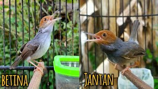Suara Prenjak Ribut Jantan Betina‼️Ampuh pancing Bunyi Prenjak bahan