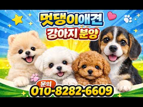[🛑구독자1000분달성.이벤트중 신입:장모치와와.폼스키.요키.프렌치불독라일락탄.포메리안🛑]🔥전견종할인이벤트🔥강아지분양 라이브🔥❤️외모대비 최소분양가❤️전국어디든분양가능❤️라이브 실