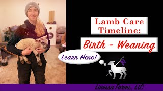 Lamb Care Timeline:  From Birth to Weaning!