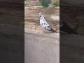 kabutar ki nasal hai #viral #pigeon #shortsviral