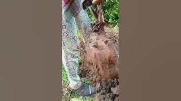 Đi đào khoai muống