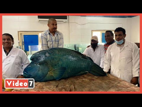 رحلة تحنيط سمكة نابليون الضخمة بالبحر الأحمر بعد ضبطها خلال حملة بيئية