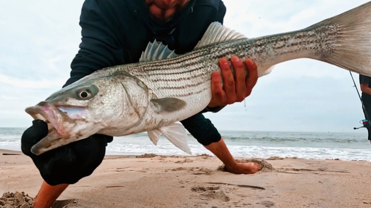 【ONLY NY】ONLY NY Bluefish Crew First Chopper BLUEFISH of the season What a fight