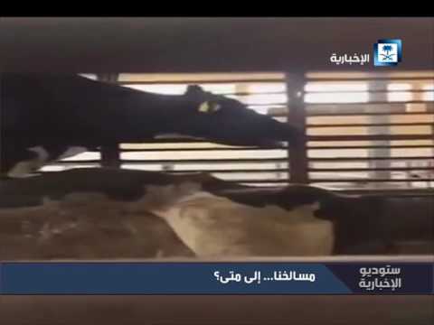 تقرير المسالخ بين الإهمال وضعف الرقابة