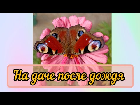 На даче после дождей,собираем урожай,сеем жито