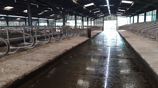 Dairy cow housing layout and design.