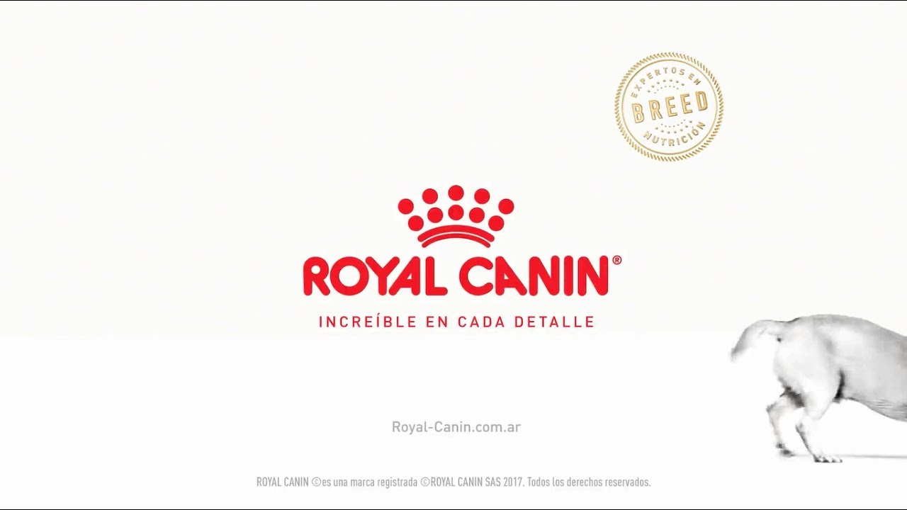 royal canin pr