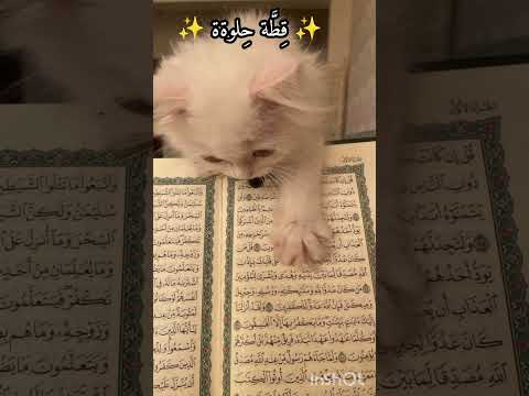 قطه كتير حلو لايك اشتراك بالقناه ليصلك كل جديد