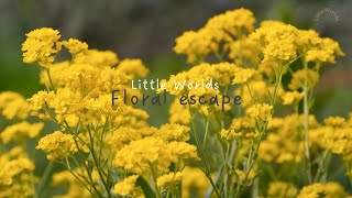 Floral escape 🌼 | Gentle Ambience with Wildflowers for Relaxation