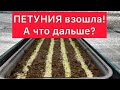 Петуния взошла. А что дальше?