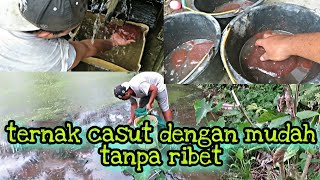 cara panen cacing sutra dan teknik ternak cacing sutra modal kecil tanpa repot