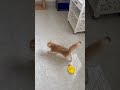 Tình Yêu Đích Thực Không Bao Giờ Kết Thúc - Yêu Lucy #lucy #cat #pet #elightenedpetpals