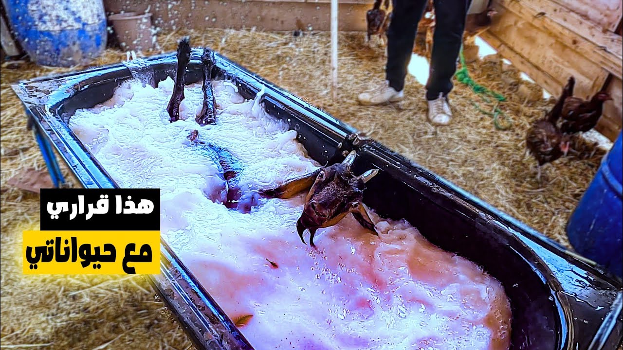 طريقة علاج عادة اكل البيض عند الدجاج🐔/قرارات مهمة في المزرعة