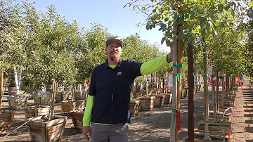 Are Arizona ash trees good?