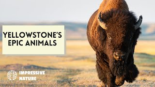 Amazing Animals Found in Yellowstone National Park