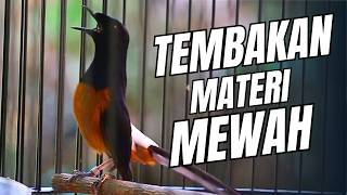 MURAI BATU GACOR FULL ISIAN TEMBAKAN MEWAH SANGAT AMPUH MELATIH MURAI BATU EMOSI BONGKAR ISIAN