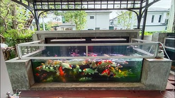 Nong โหน่ง บรมราชชนนี - Update บ่อปลาคาร์พยกลอย (ครึ่งบกครึ่งน้ำ) 2 บ่อพร้อม Upgrade งานลม Set 1