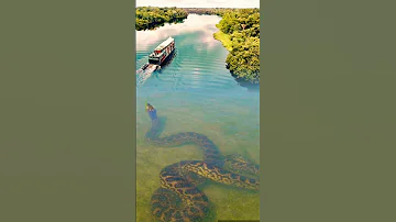 Biggest Anaconda Ever 
