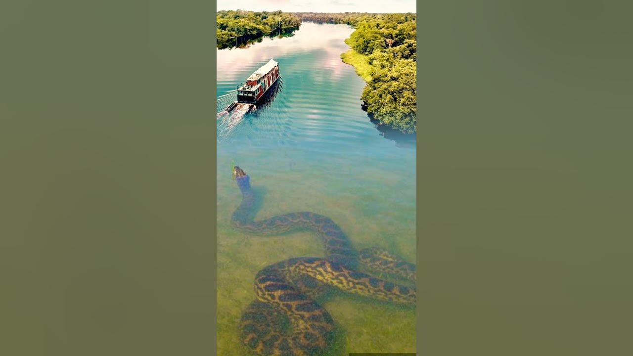 Biggest Anaconda Ever !!