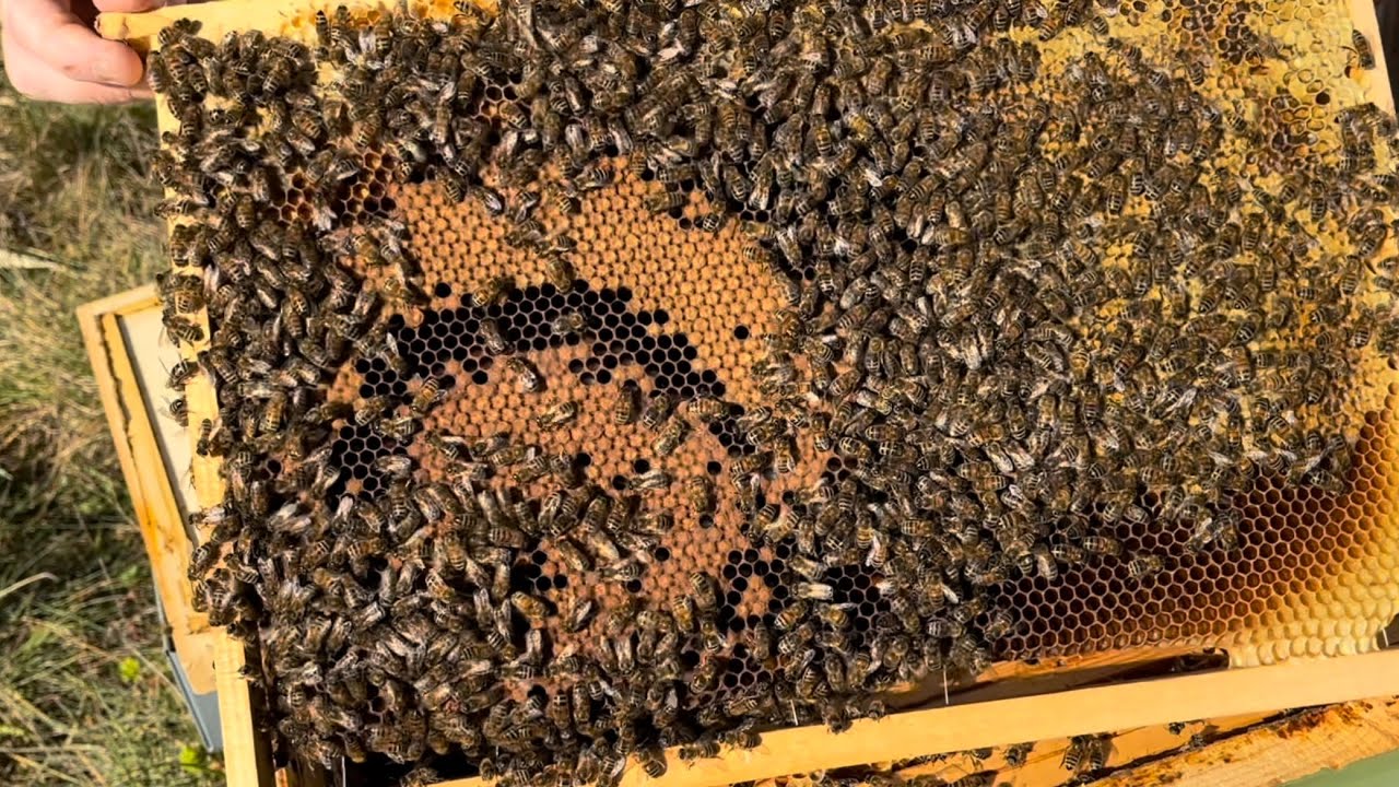 Visite au Rucher le 19 Février ☀️🐝