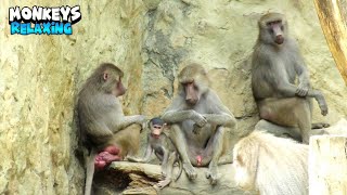 Monkey Family Enjoying A Peaceful And Relaxing Moment Together