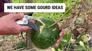 Harvesting Birdhouse and Apple Gourds