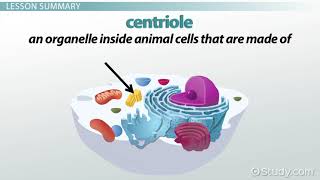 Centriole Definition Structure Function Video Lesson Transcript
