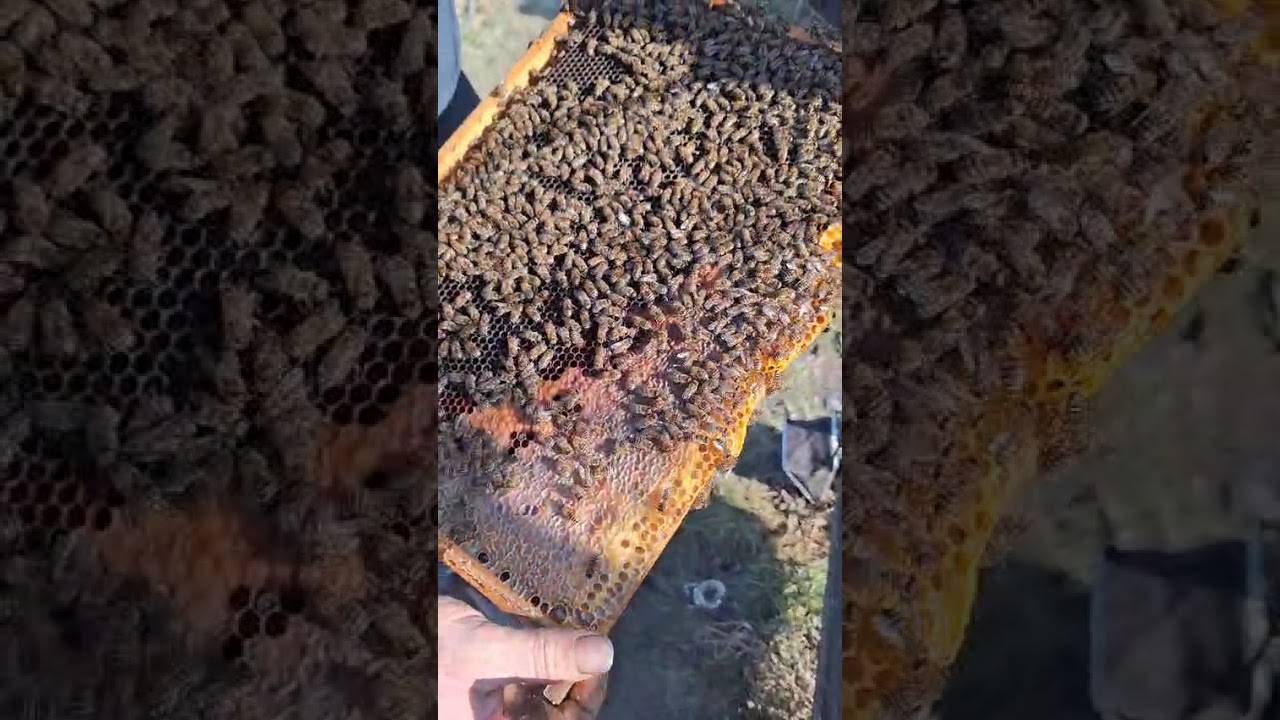 14:2:2026 CEva frumoss