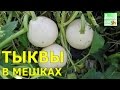 ТЫКВЫ В МЕШКАХ 2016 Выращивание в мешках и урожай Огород в контейнерах ТЫКВЫ В МЕШКАХ 2016 Выращивание в мешках и урожай Огород в контейнерах