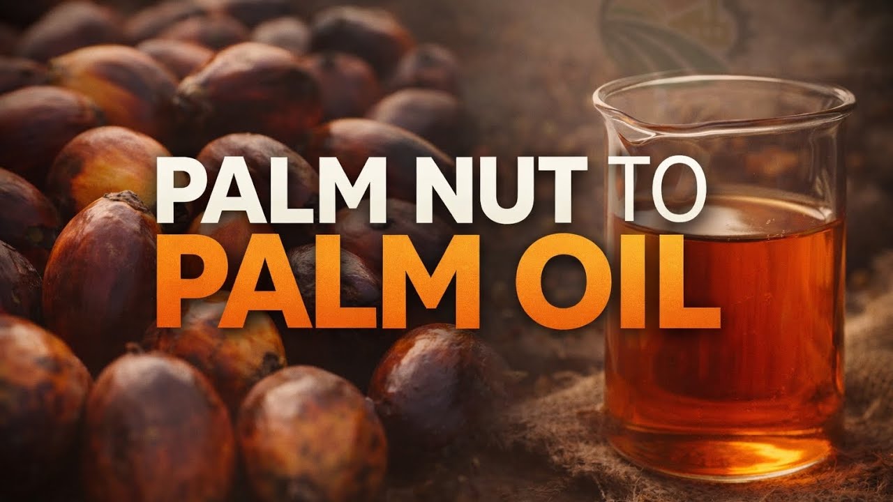 PALM NUT TO PALM OIL prt. 4 | AGROVALUE HUB 