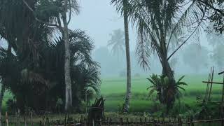 Rainy Day in Tropical Jungle | Relaxing Rain Sounds for Sleeping Problems, Insomnia, &amp; Stress Relief